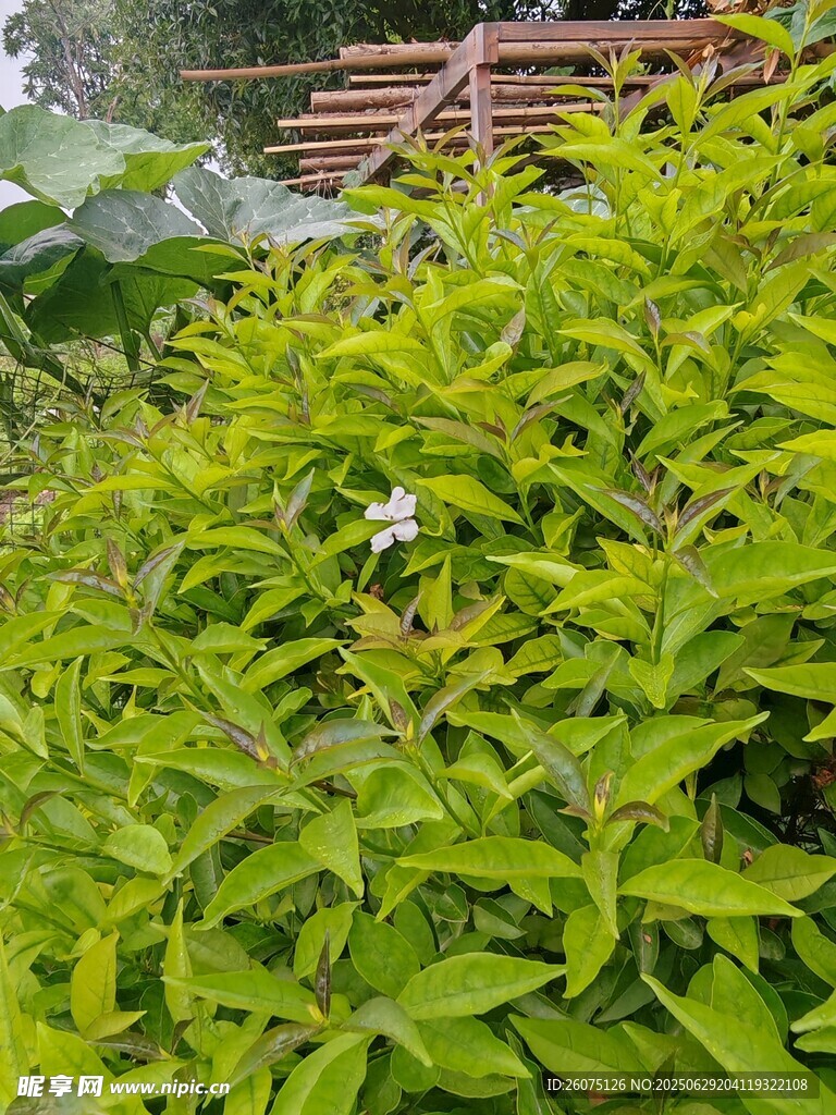 绿叶丛中一朵小白花
