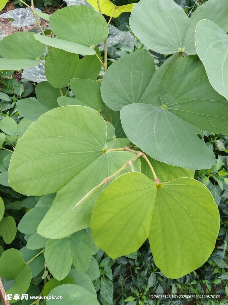 翠绿羊蹄甲叶片植物特写