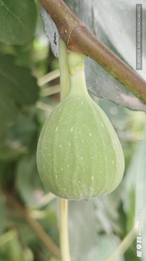 青嫩无花果挂于枝头