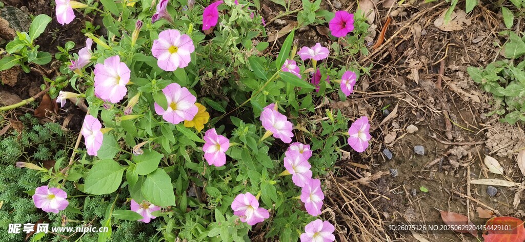 花园里绽放的美丽牵牛花