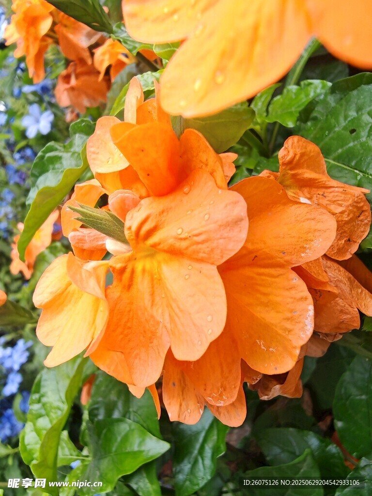 橙色娇艳花朵绽放