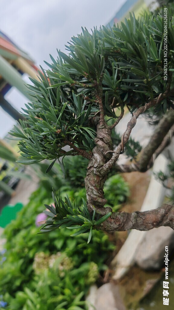 精致罗汉松盆景景观
