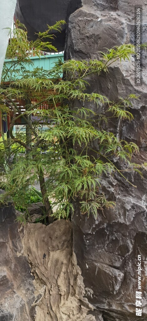悬崖上的绿植景观