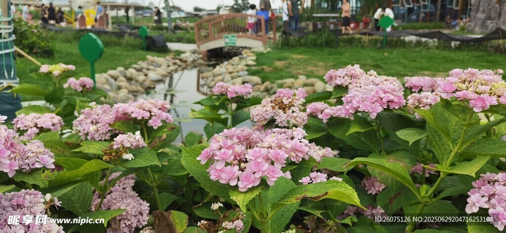 美丽绣球花丛绽放