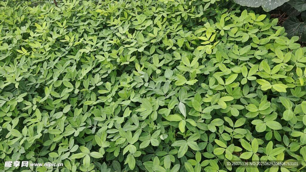 翠绿繁茂的花生苗
