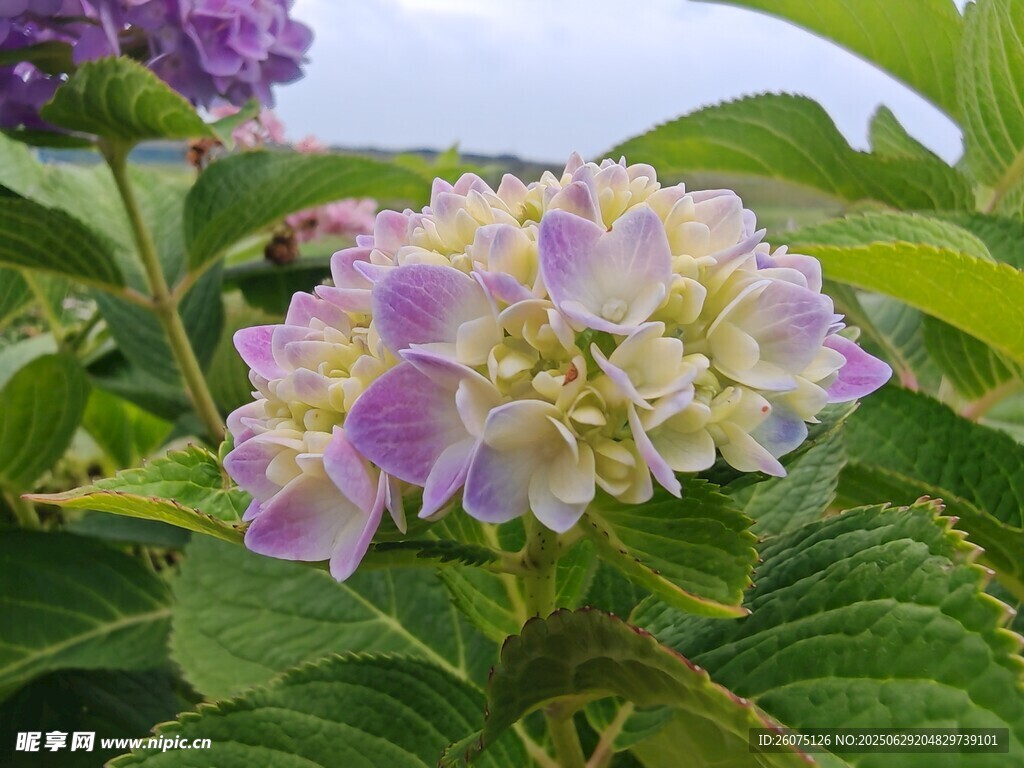 多彩绣球花绽放