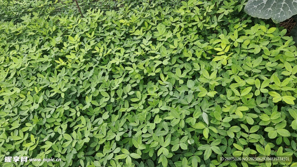 花生地