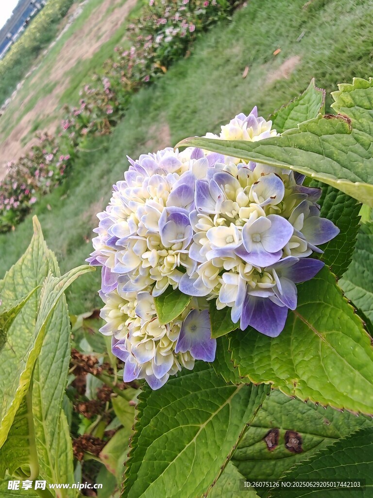 紫色绣球花绽放绿叶间
