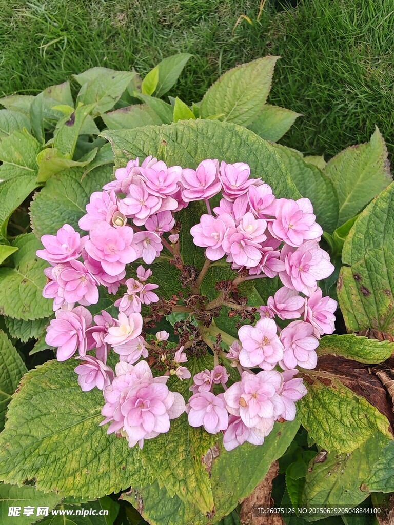 粉色绣球花绽放绿叶间