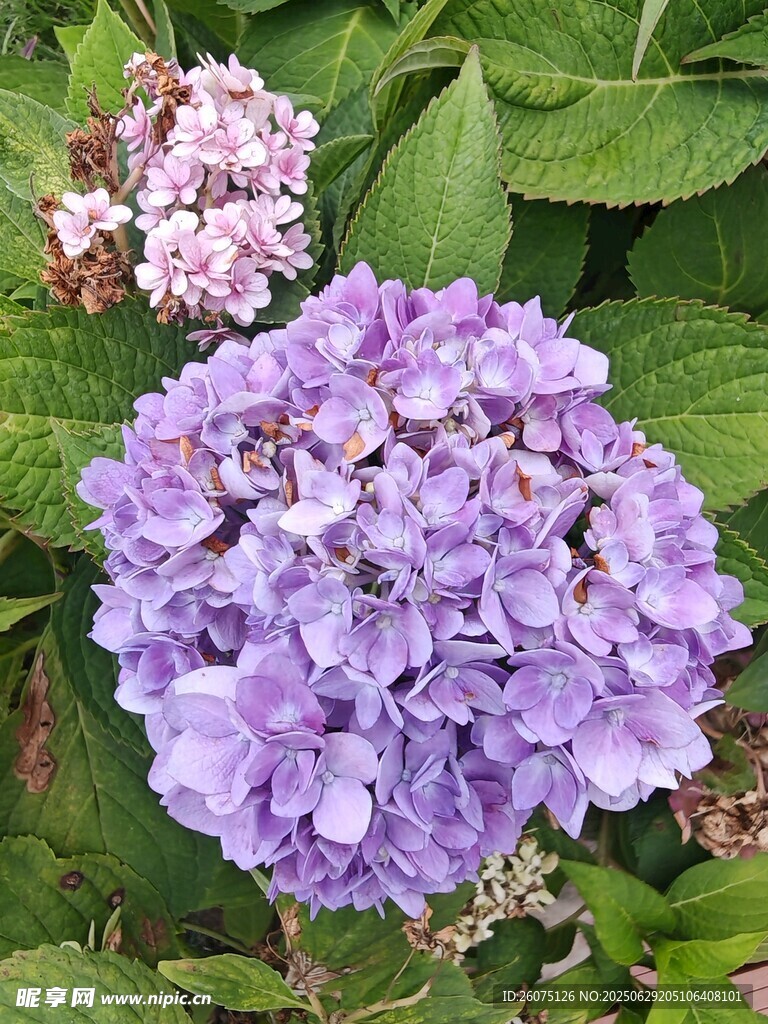 紫色绣球花绽放