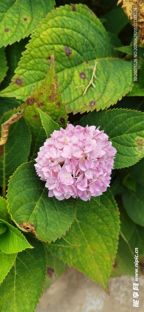 粉色绣球花绽放绿叶间