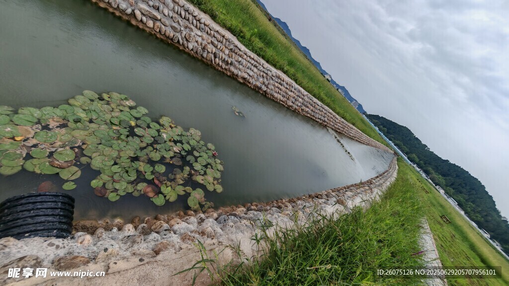 乡村水渠边的水生植物景观