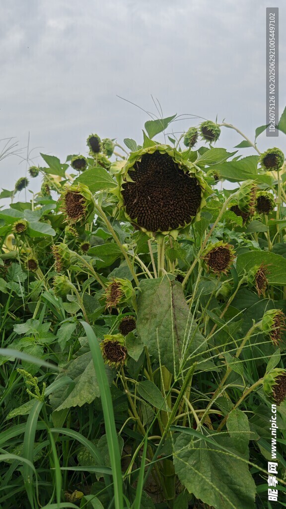 田野中的向日葵植株