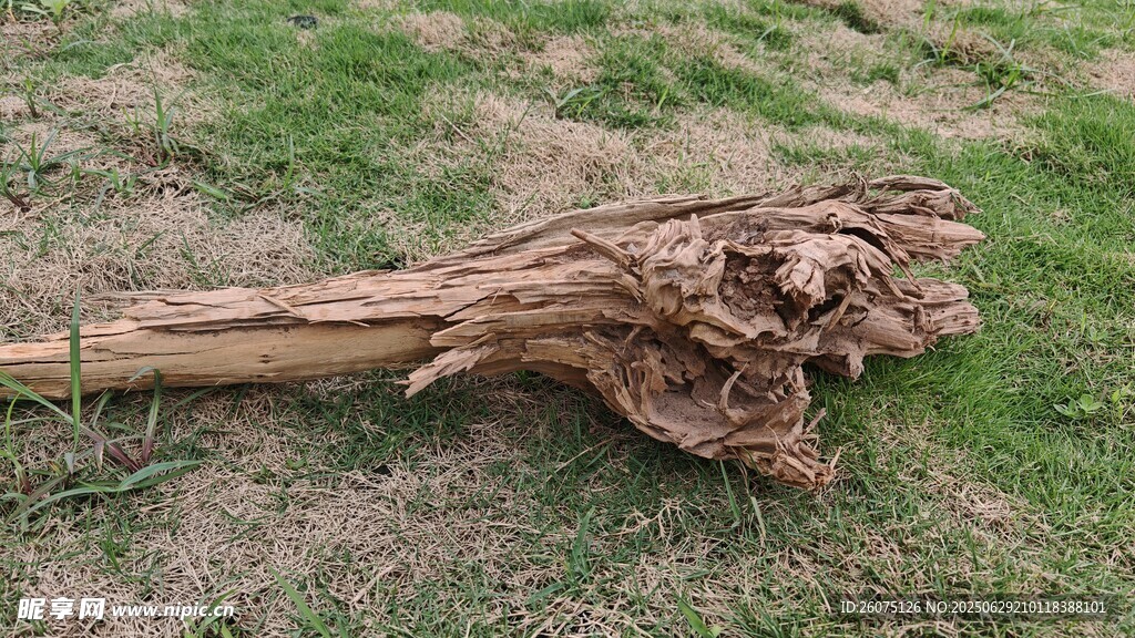 古老枯木横卧草地