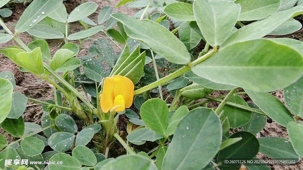 花生花绽放绿叶间
