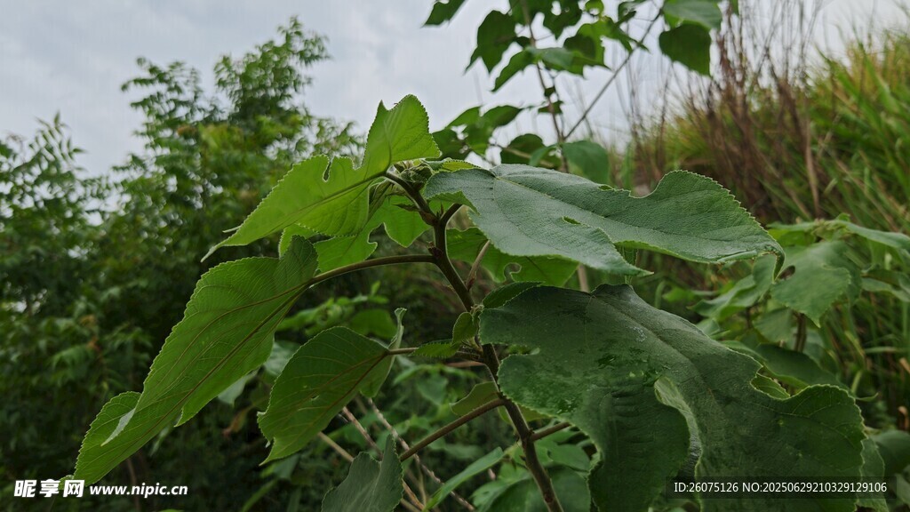 绿叶繁茂的构树