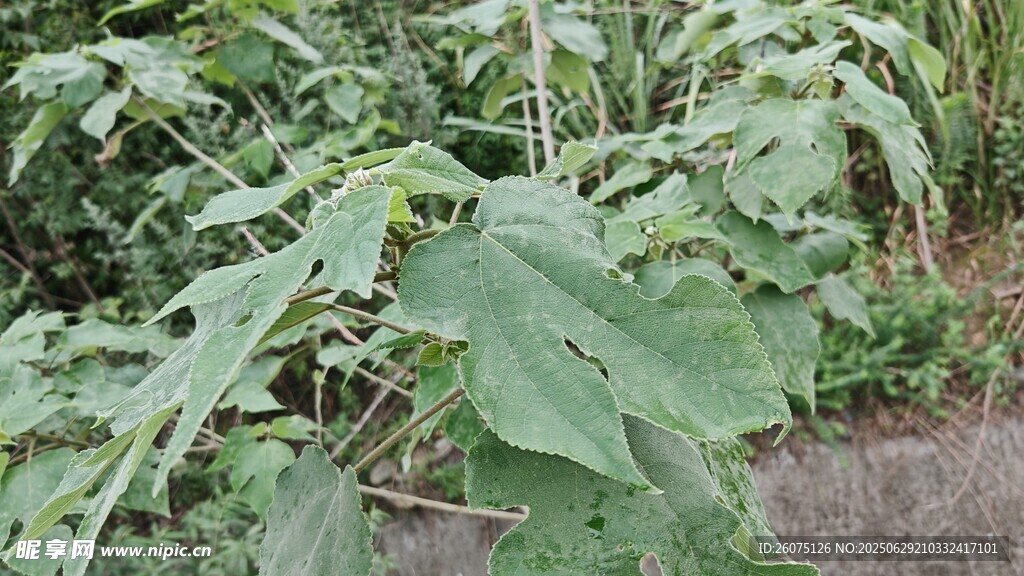 路边生长的茂盛构树叶