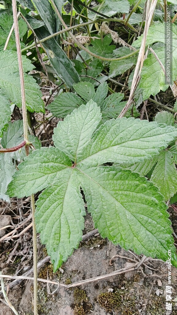 野外生长的掌状叶片植物