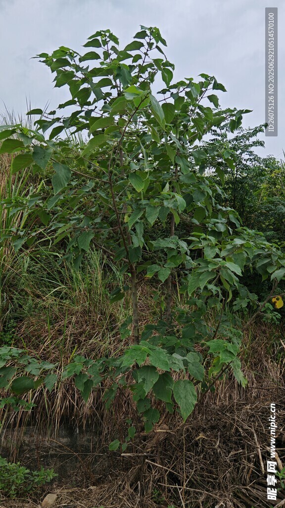 野外生长的茂盛构树