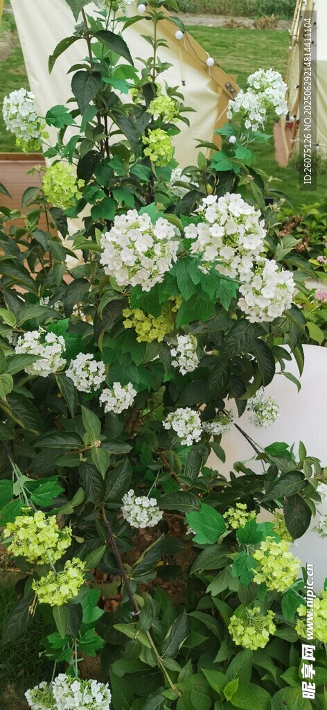 繁茂绿植绽放白色小花