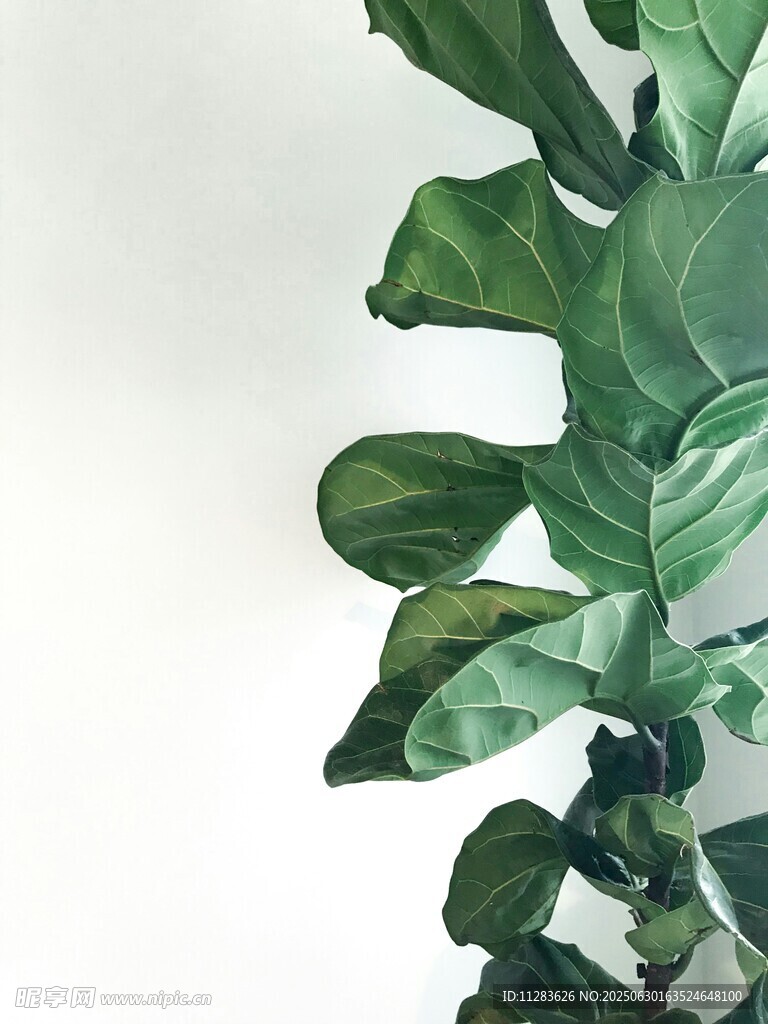 琴叶榕绿植特写