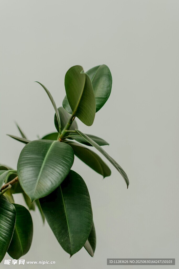 翠绿圆润叶片的植物特写