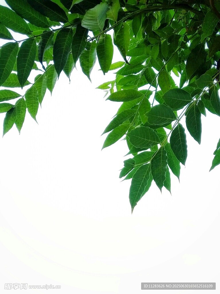 翠绿树叶映衬纯净天空