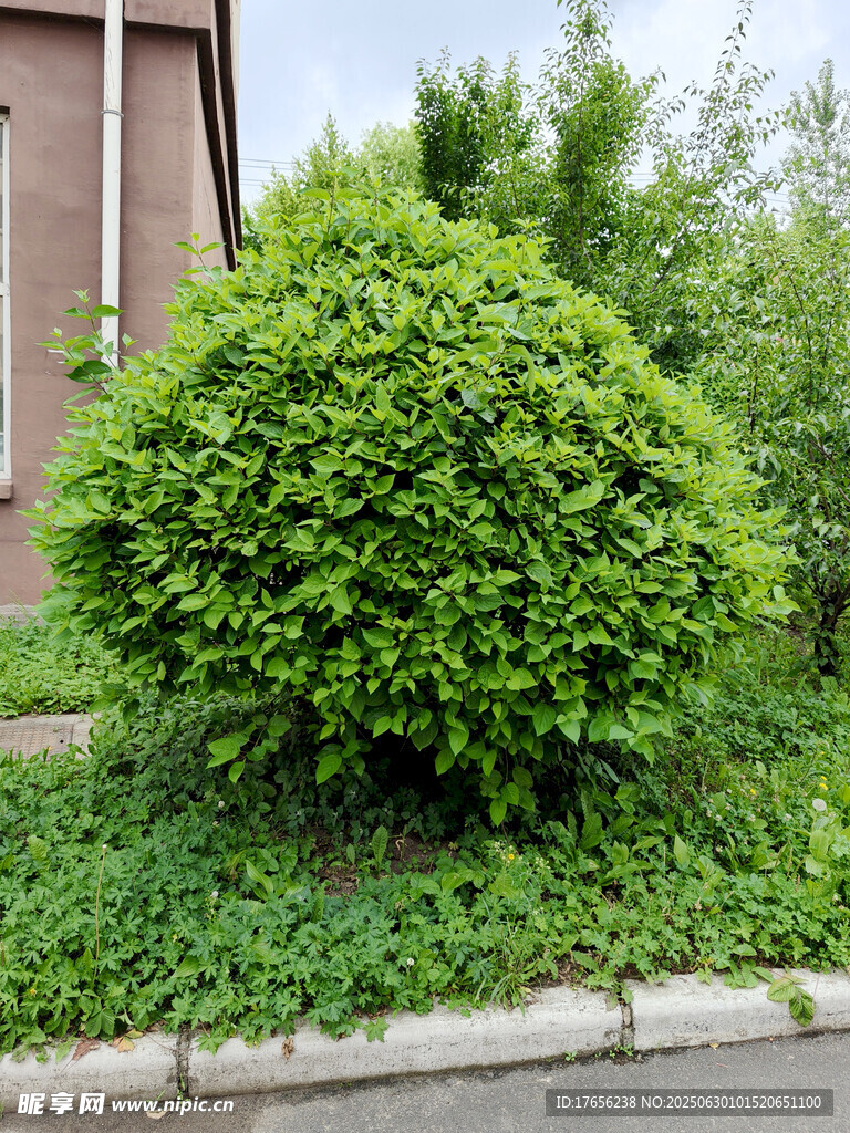 圆润绿植装点街边角落