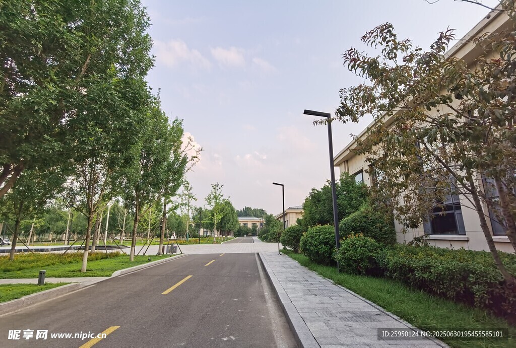 宽阔林荫道路景观