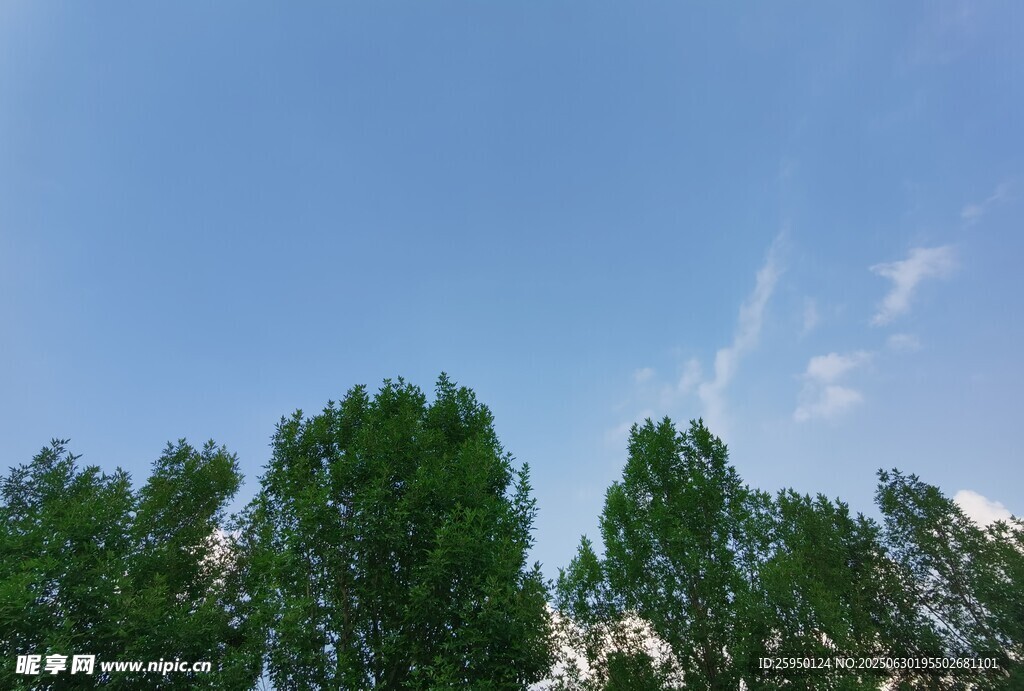 蓝天绿树风景图