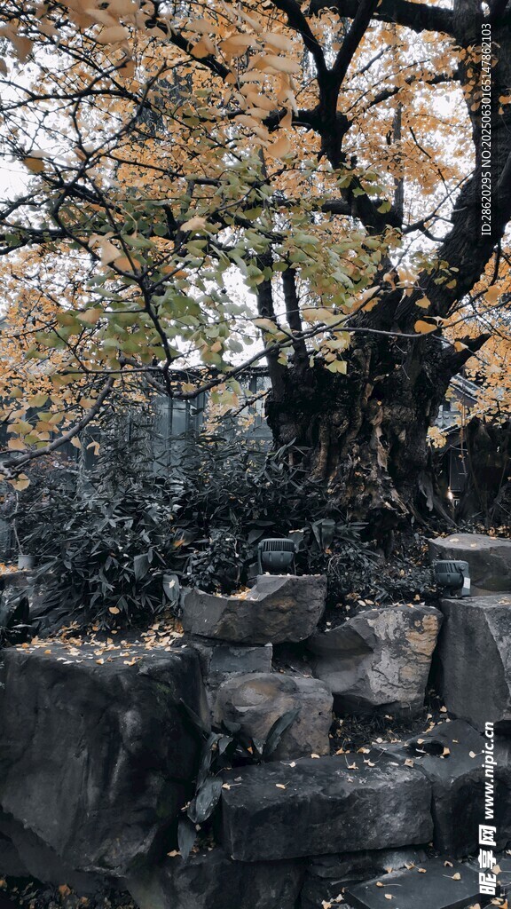 古树下的石堆景观