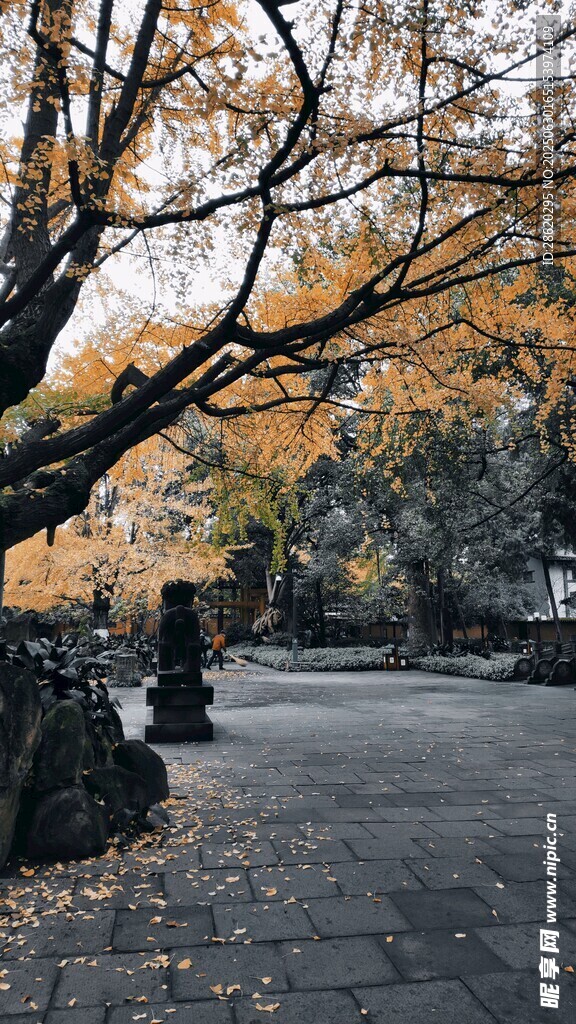 秋日林荫道静谧好风光