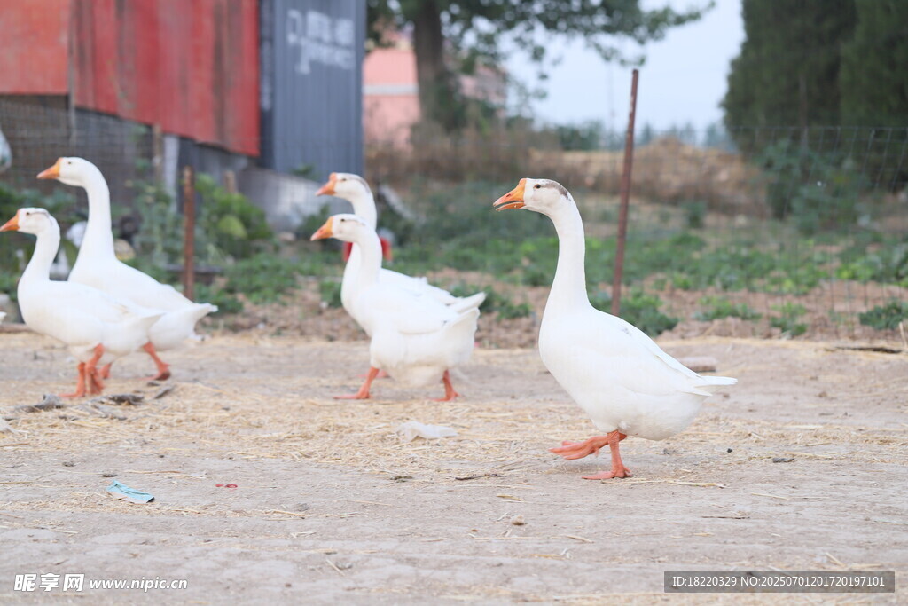 一群白鹅在户外行走
