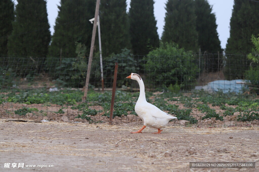 田园中漫步的大白鹅