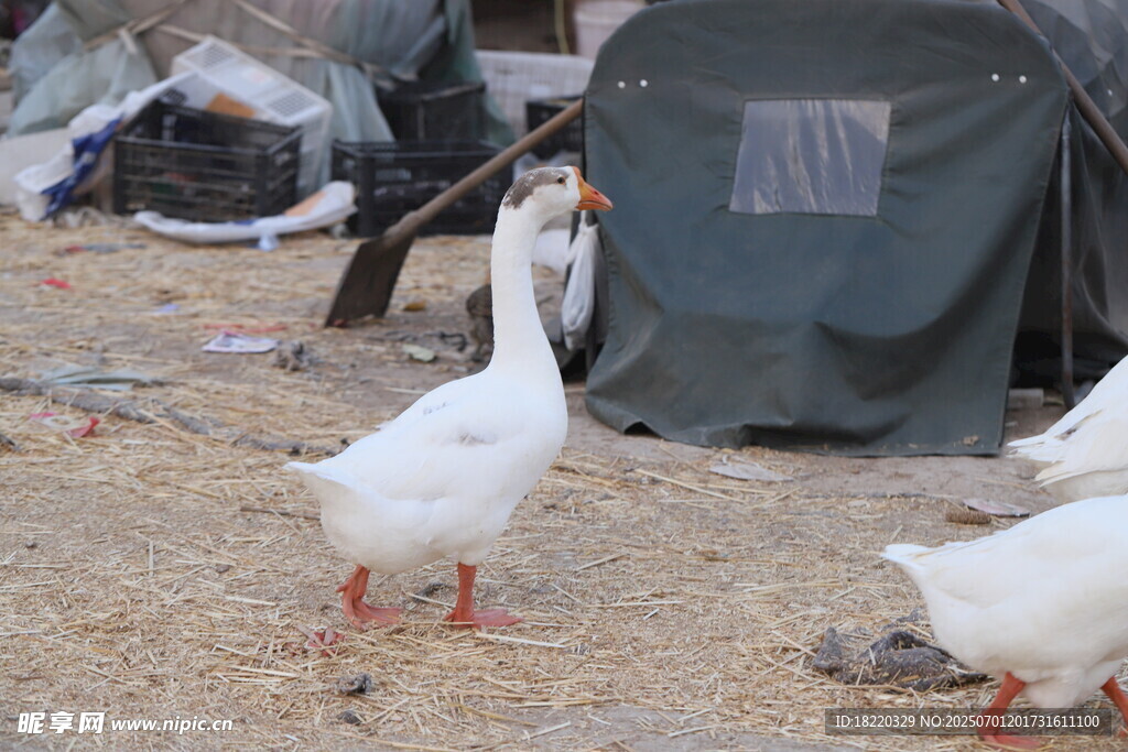 户外白鹅与帐篷场景