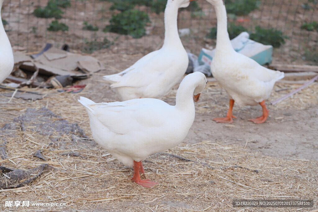 田园中漫步的几只白鹅