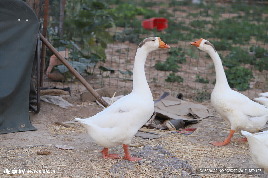 田园中昂首的大白鹅