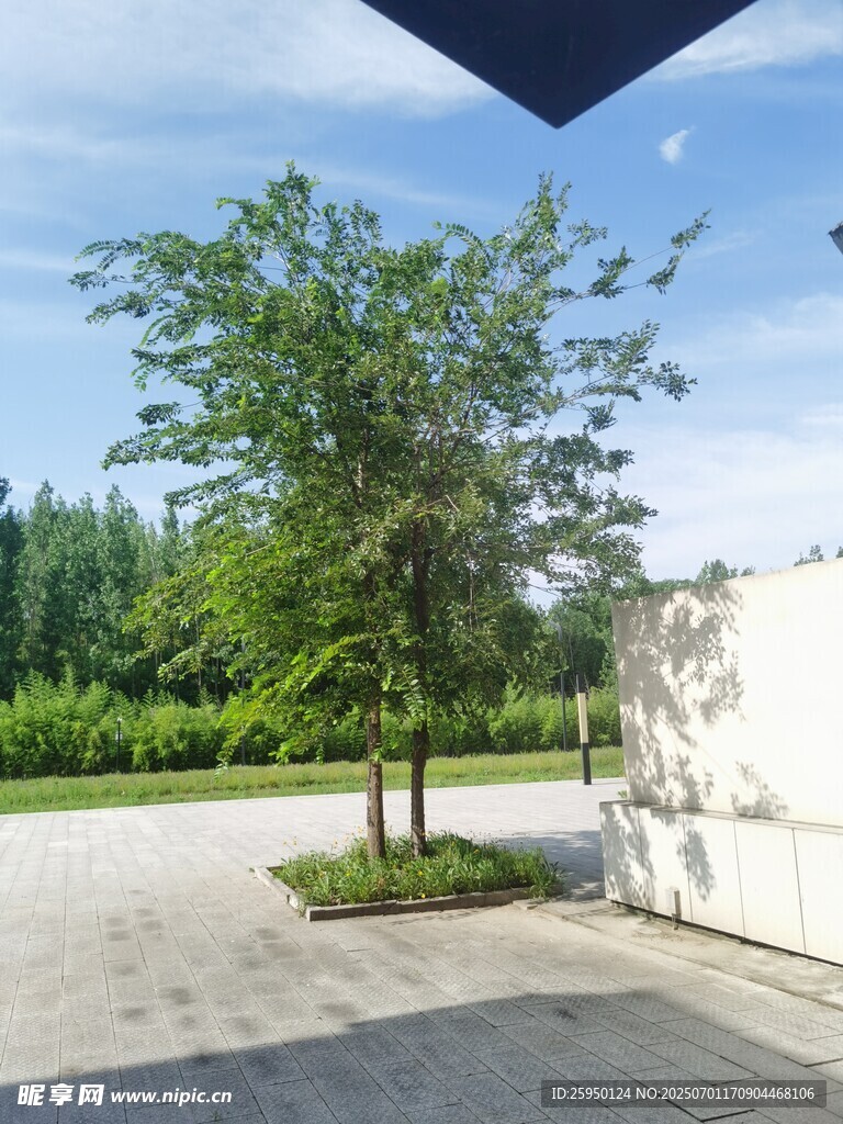 户外绿树场景