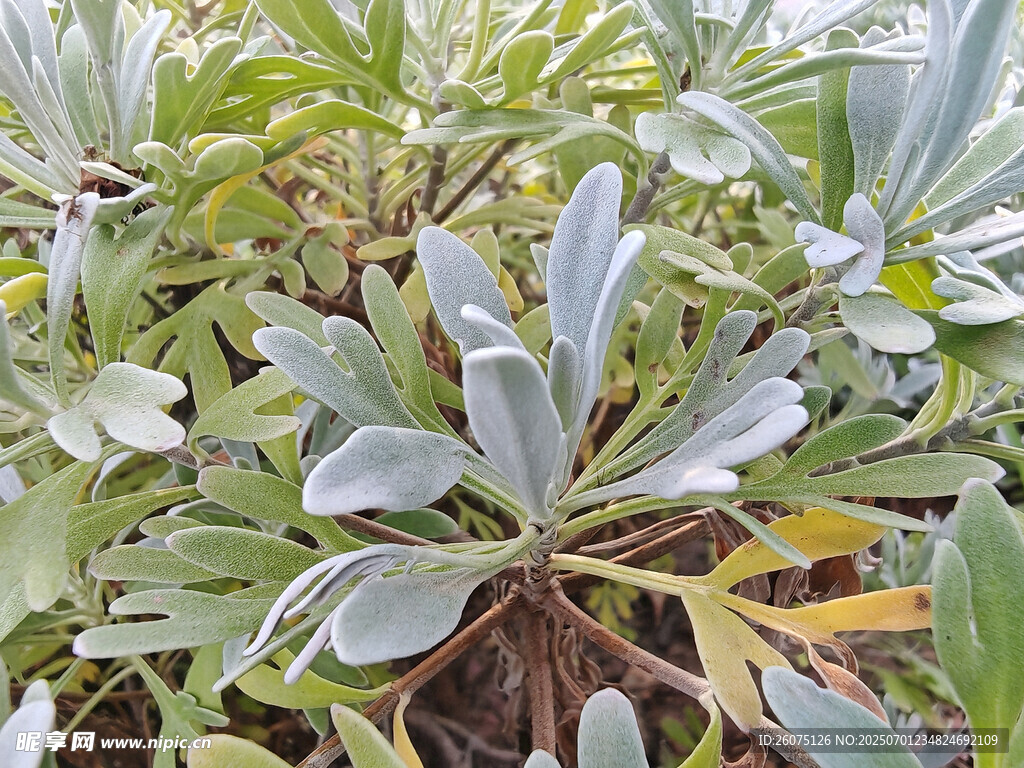 银叶植物特写