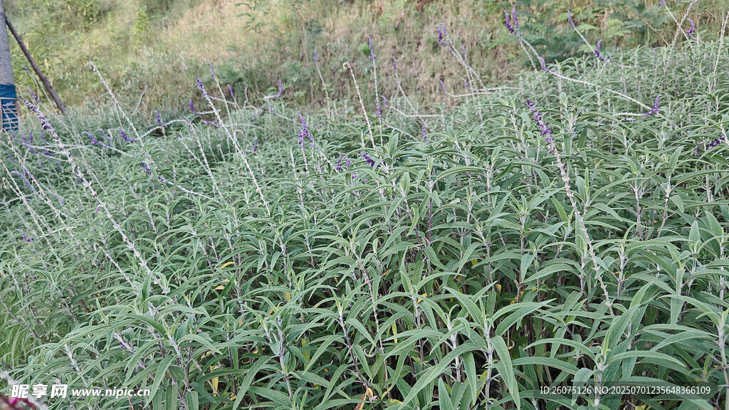 野外繁茂的绿色植物