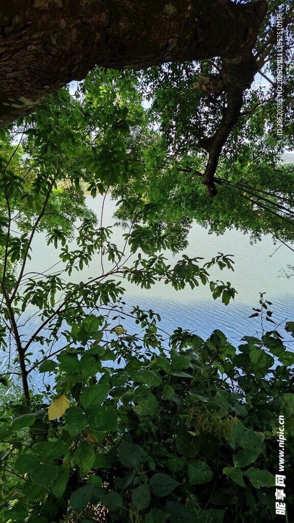 透过枝叶望宁静湖水