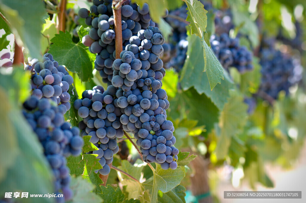 饱满紫葡萄挂于翠绿藤上