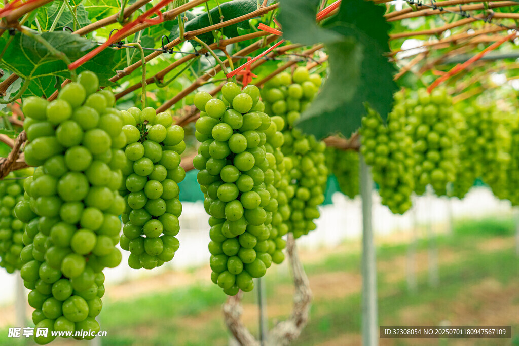藤上鲜绿葡萄饱满诱人