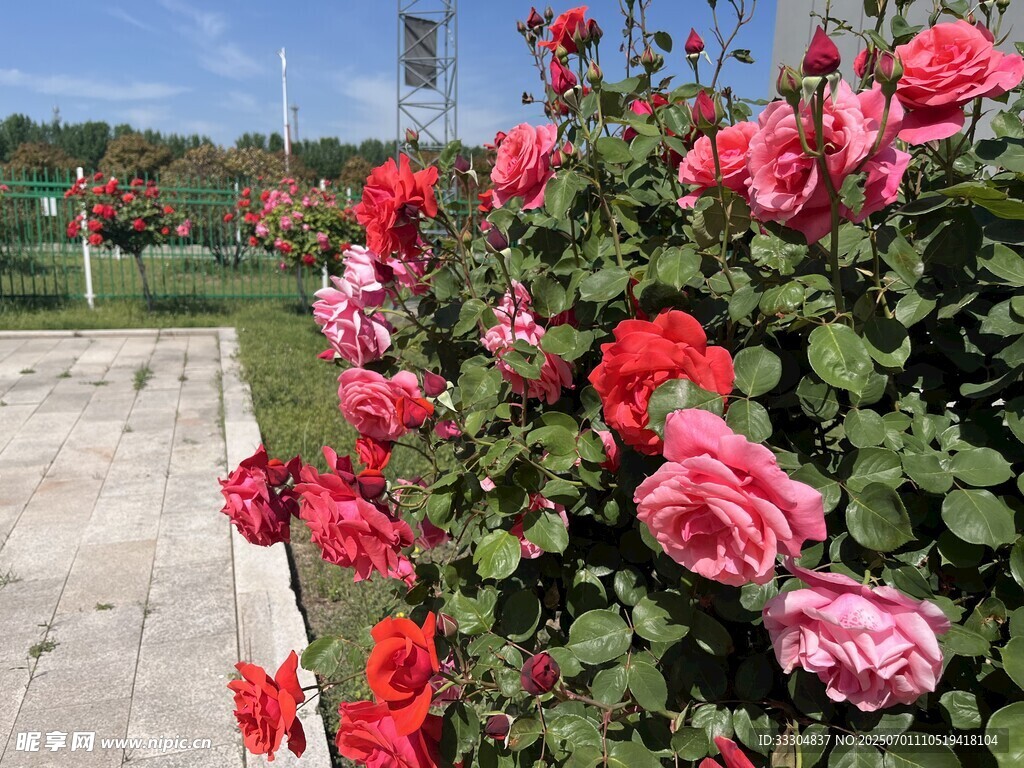 路边盛放的多彩月季花