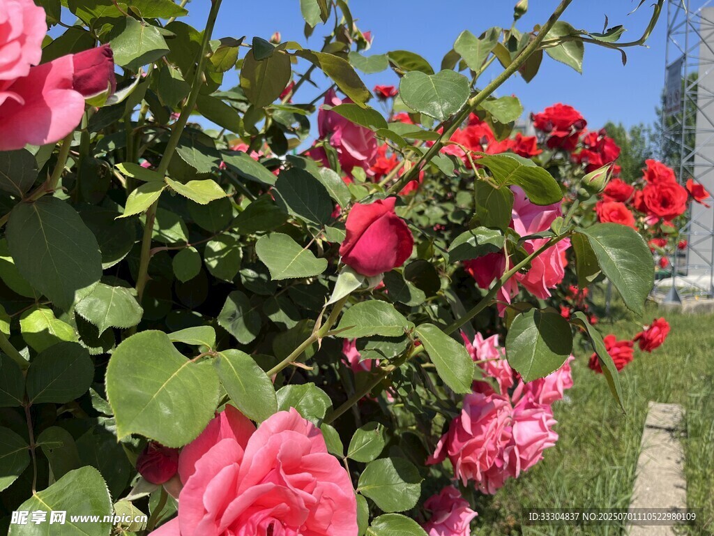 娇艳盛放的多彩月季花