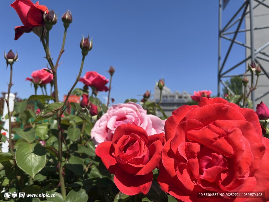 娇艳玫瑰绽放于蓝天之下