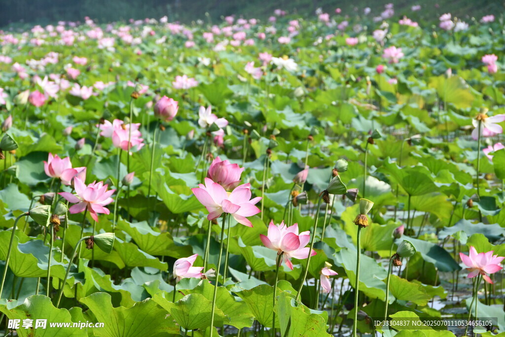 夏日荷花盛开的美丽荷塘