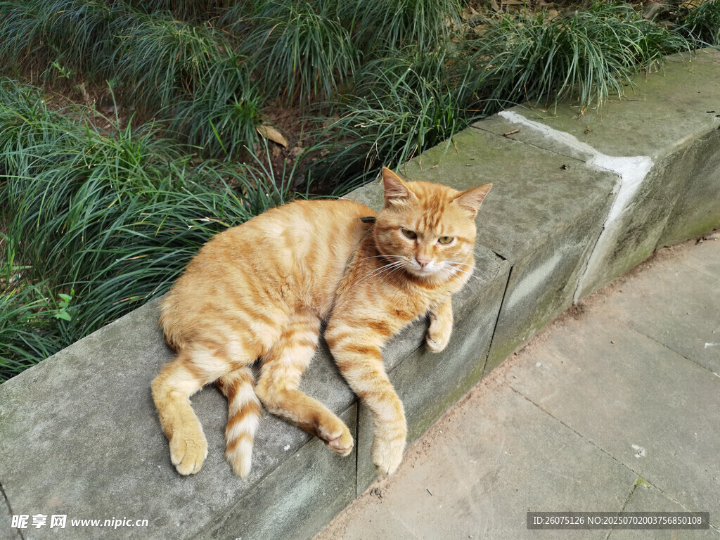 橘猫惬意趴卧在石台上