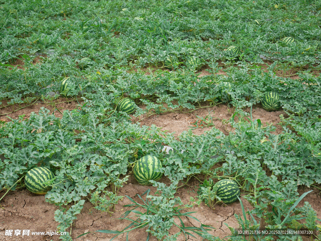 西瓜地