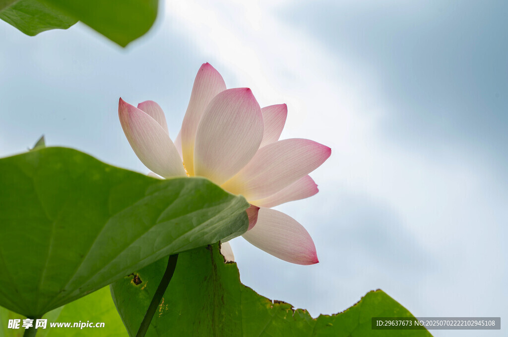 绽放的粉色荷花